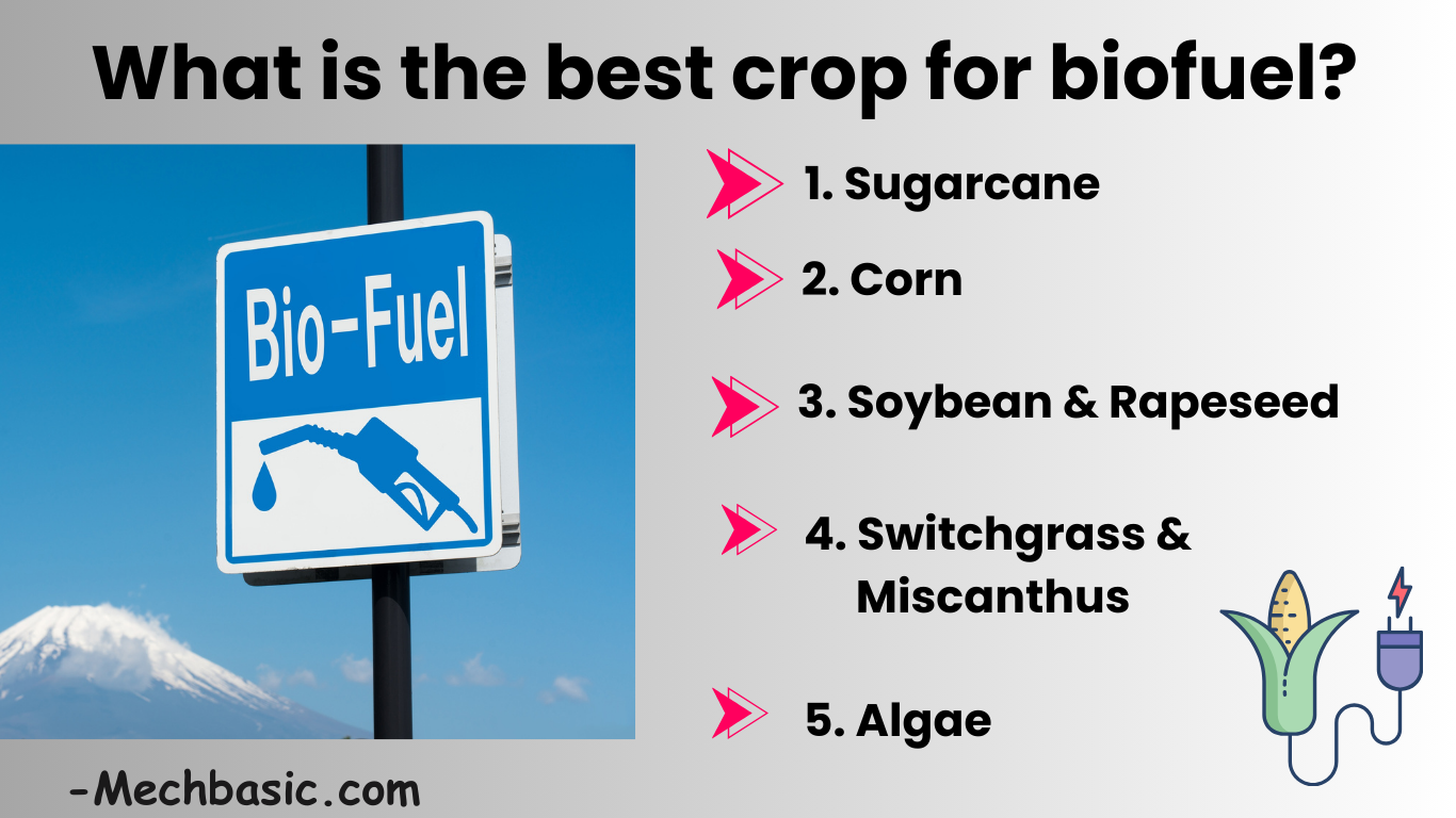 What is the best crop for biofuel?